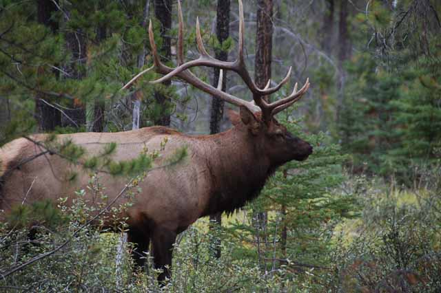 Elk on Whistler Road, Jasper NP